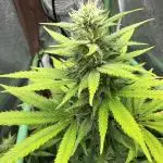 Auto Big Demon by Divine Seeds