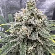 Sour Apple X Strawberry Gorilla Auto