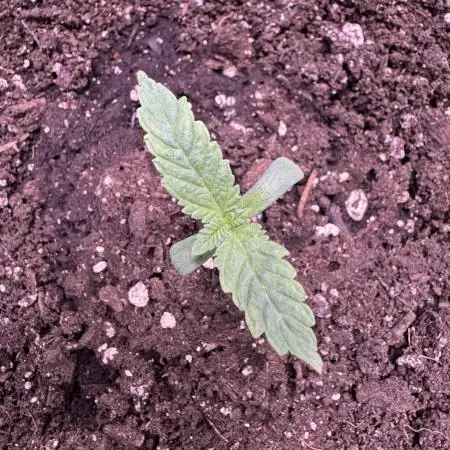 Auto Big Demon by Divine Seeds