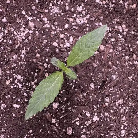 Elephant Berry Auto
