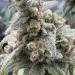 Sour Apple X Strawberry Gorilla Auto Fem