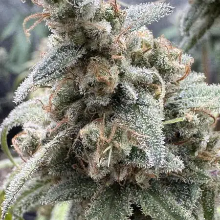 Sour Apple X Strawberry Gorilla Auto Fem