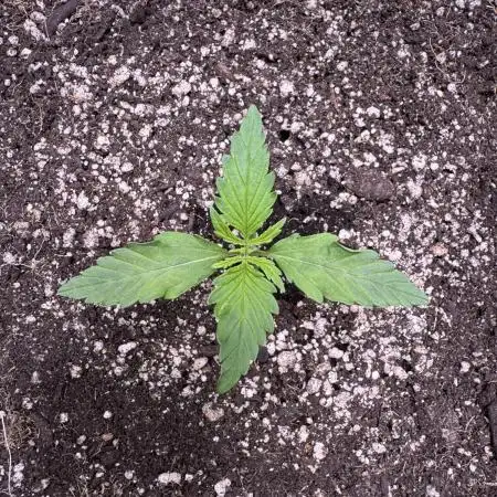 CBD Lemon Auto - Herbies Seeds