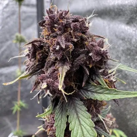 DARK LEMONADE AUTO - Delicious Seeds