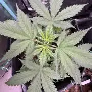 Sticky Broccoli Auto-Zamnesia