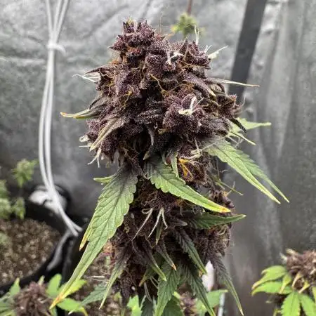 DARK LEMONADE AUTO - Delicious Seeds