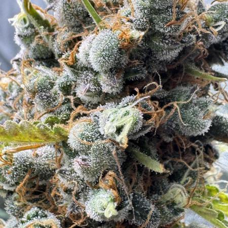 Apple and Blackberry F1 Auto - Tastebudz