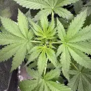 Wild Strawberry F1 Auto Run 2-TasteBudz