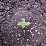 Sour Apple X Strawberry Gorilla Auto