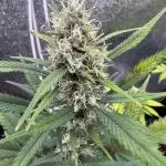 Zkittelz XL Auto - Ganja Farmer Seeds