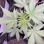 Caramel Auto - FastBuds