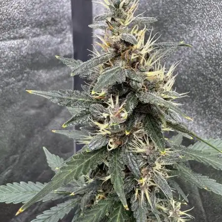 AUTO PURPLE OPIUM - Divine Seeds