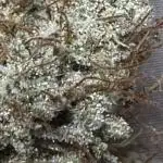 Pineapple Coconut Auto