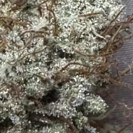 Pineapple Coconut Auto