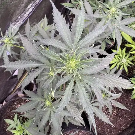 AUTO WHITE WIDOW - Divine Seeds