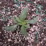 AUTO WHITE WIDOW - Divine Seeds