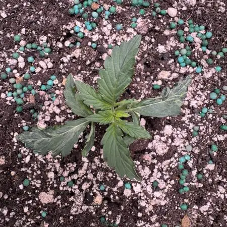 AUTO WHITE WIDOW - Divine Seeds