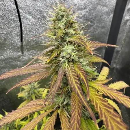 Pineapple Coconut Auto