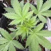 Wild Strawberry F1 Auto Run 2-TasteBudz