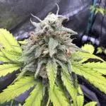 Auto Elephant - Super Sativa Seed Club