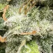 Big Demon by Divine Seeds