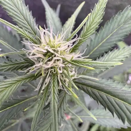 Zkittelz XL Auto - Ganja Farmer Seeds