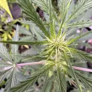 Purple Tangie Auto - Supernatural Seeds