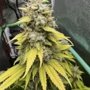 Big Demon by Divine Seeds