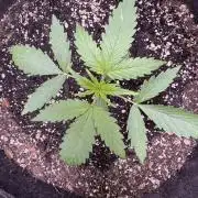 CBD Lemon Auto-Run #2 Herbies Seeds