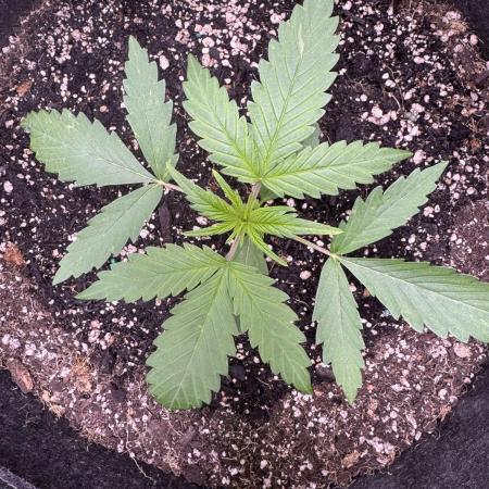 CBD Lemon Auto-Run #2 Herbies Seeds