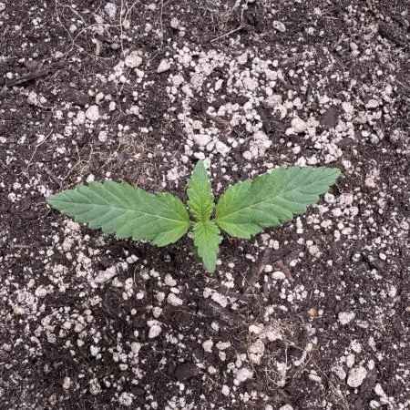 Auto Opium - Divine Seeds