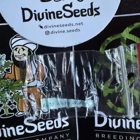 AUTO WHITE WIDOW - Divine Seeds