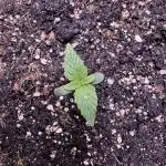 Apple Betty Auto from Herbies Seeds