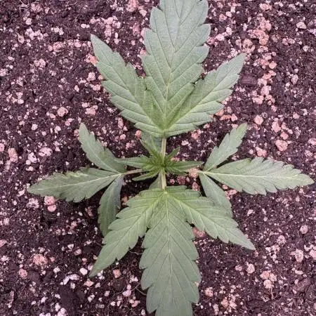 Midnight Moonshine F1 Auto - TasteBudz