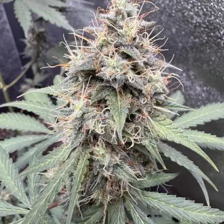 Midnight Moonshine F1 Auto - TasteBudz