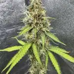 Apple and Blackberry F1 Auto - Tastebudz