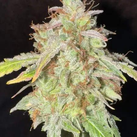 Auto AK Triple Haze - Super Sativa Seed Club