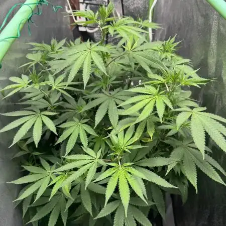 Auto Big Demon by Divine Seeds