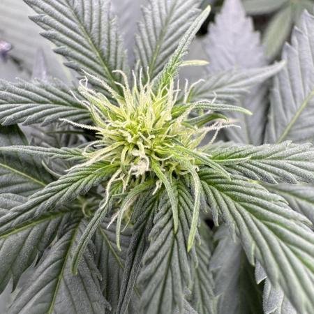 Caramel Auto - FastBuds