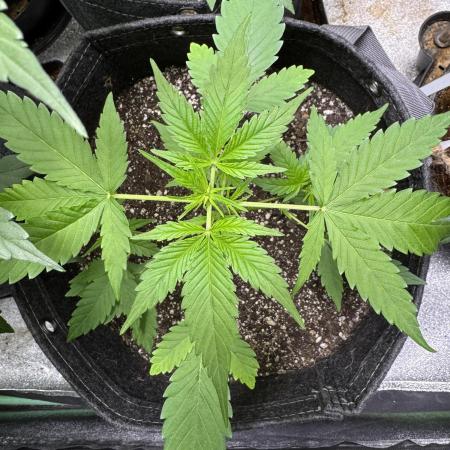 Purple Tangie Auto - Supernatural Seeds