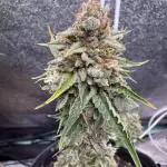 Auto Elephant - Super Sativa Seed Club