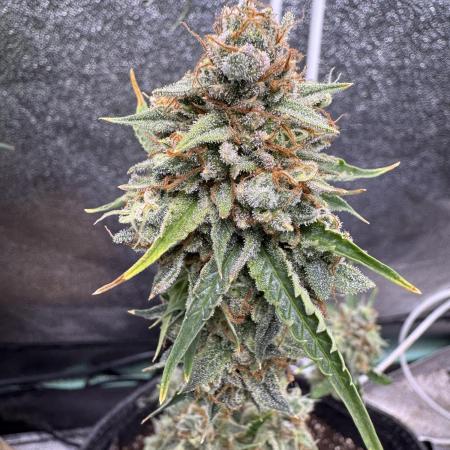Auto Elephant - Super Sativa Seed Club