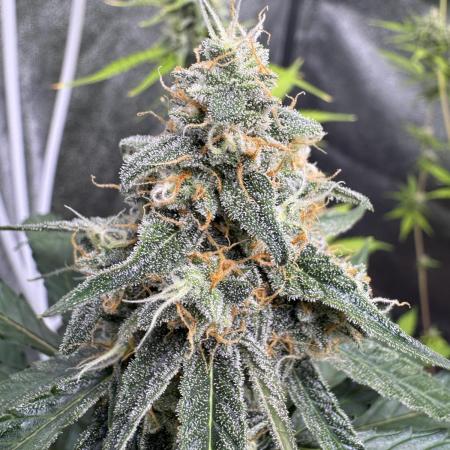 Wurlz F1 Autoflower - Zamnesia Seeds