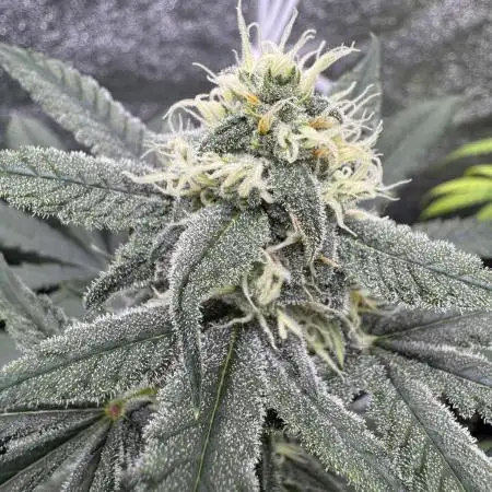 Auto Opium - Divine Seeds