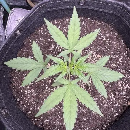 AUTO PURPLE OPIUM - Divine Seeds