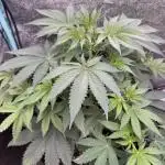 Auto Big Demon by Divine Seeds