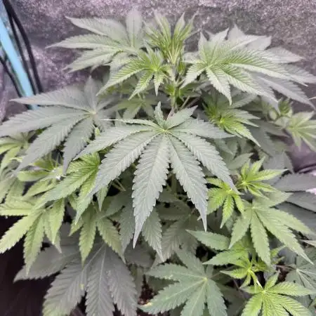 Auto Big Demon by Divine Seeds