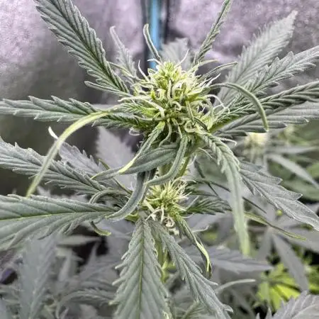 AUTO WHITE WIDOW - Divine Seeds