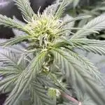 Auto Opium - Divine Seeds