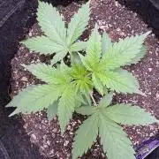 Sticky Broccoli Auto-Zamnesia